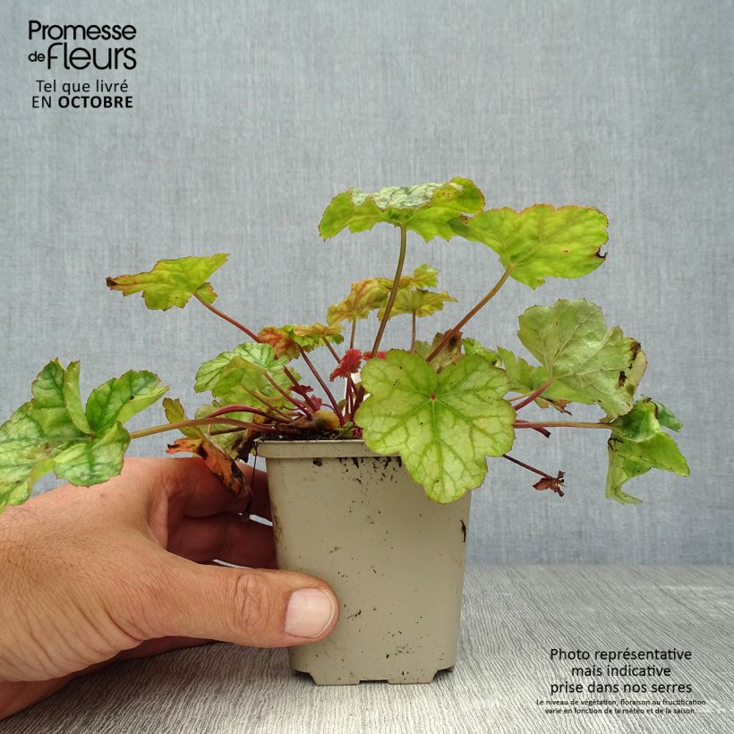 Spécimen de Heuchère - Heuchera Mint Frost Godet de 8/9 cm tel que livré en automne