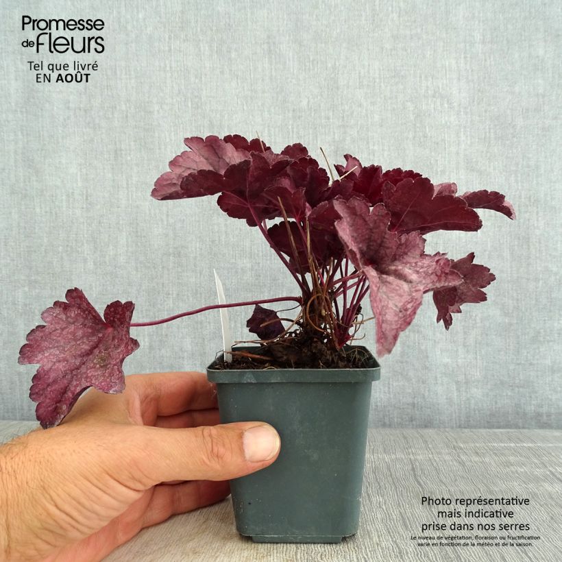 Spécimen de Heuchère - Heuchera Pink Panther Godet de 8/9 cm tel que livré en été