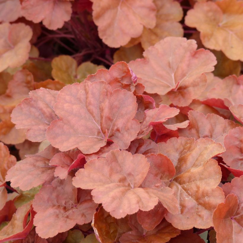 Heuchère - Heuchera Timeless Orange (Foliage)