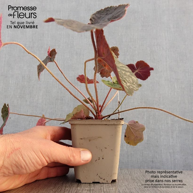 Spécimen de Heuchère - Heuchera XXL  Godet de 8/9 cm tel que livré en automne