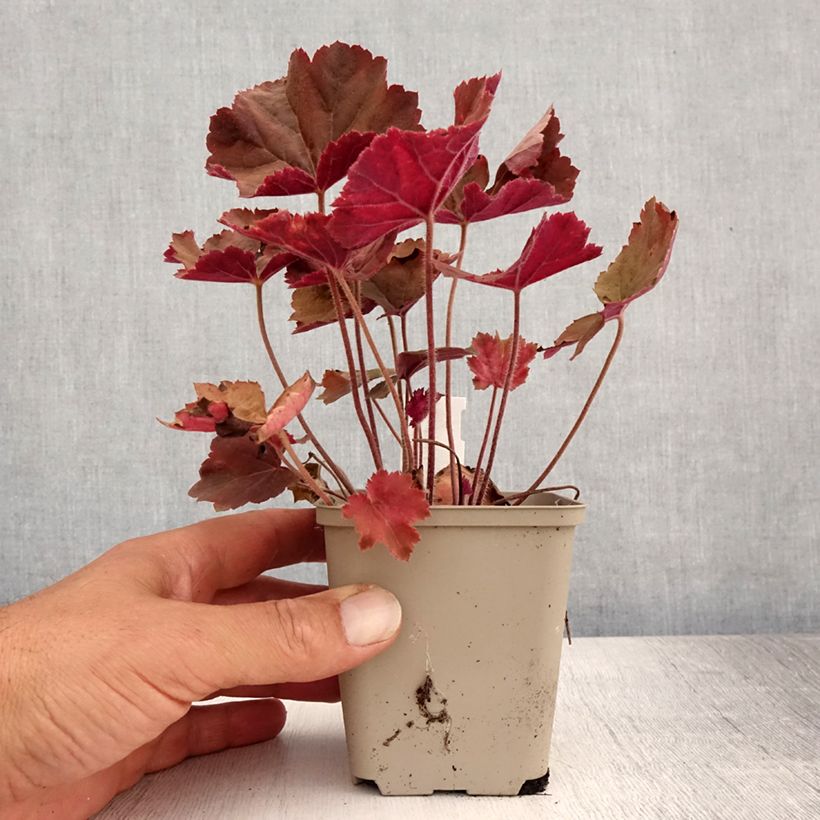 Spécimen de Heuchère - Heuchera XXL  Godet de 8/9 cm tel que livré en été
