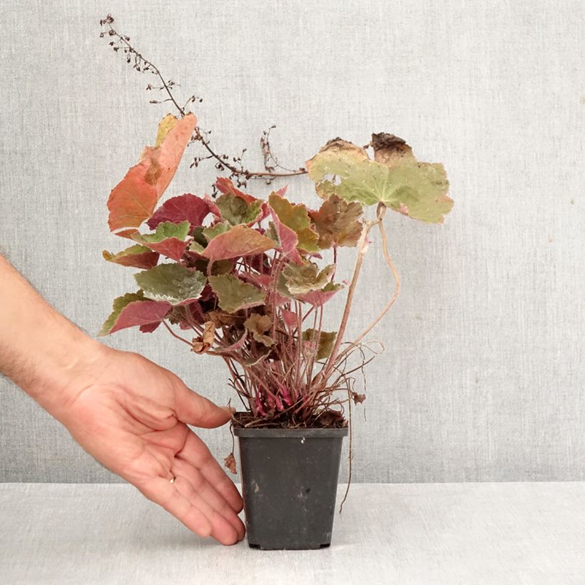 Spécimen de Heuchère - Heuchera Brownies Godet de 8/9 cm tel que livré en automne