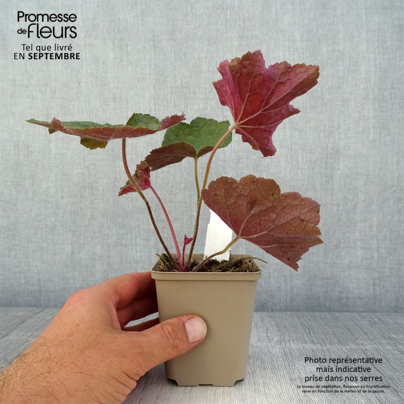 Spécimen de Heuchère - Heuchera Brownies Godet de 8/9 cm tel que livré en été