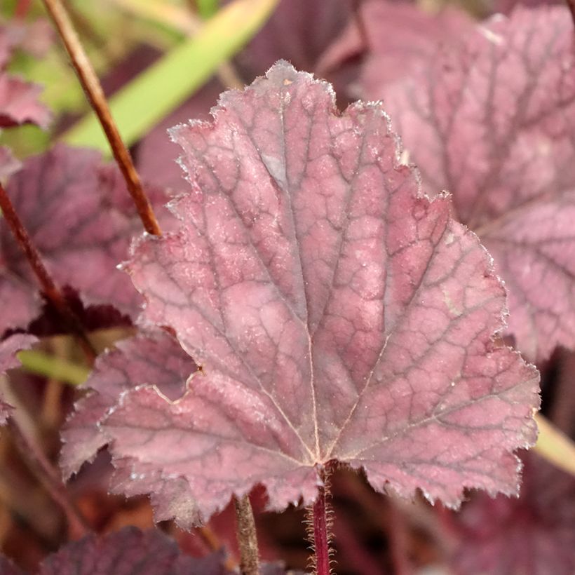 Heuchère Frosted Violet (Foliage)