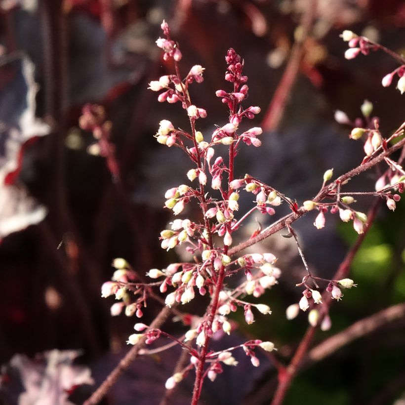 Heuchère Frosted Violet (Flowering)