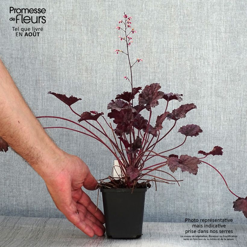 Spécimen de Heuchère - Heuchera Frosted Violet Godet de 8/9 cm tel que livré en été