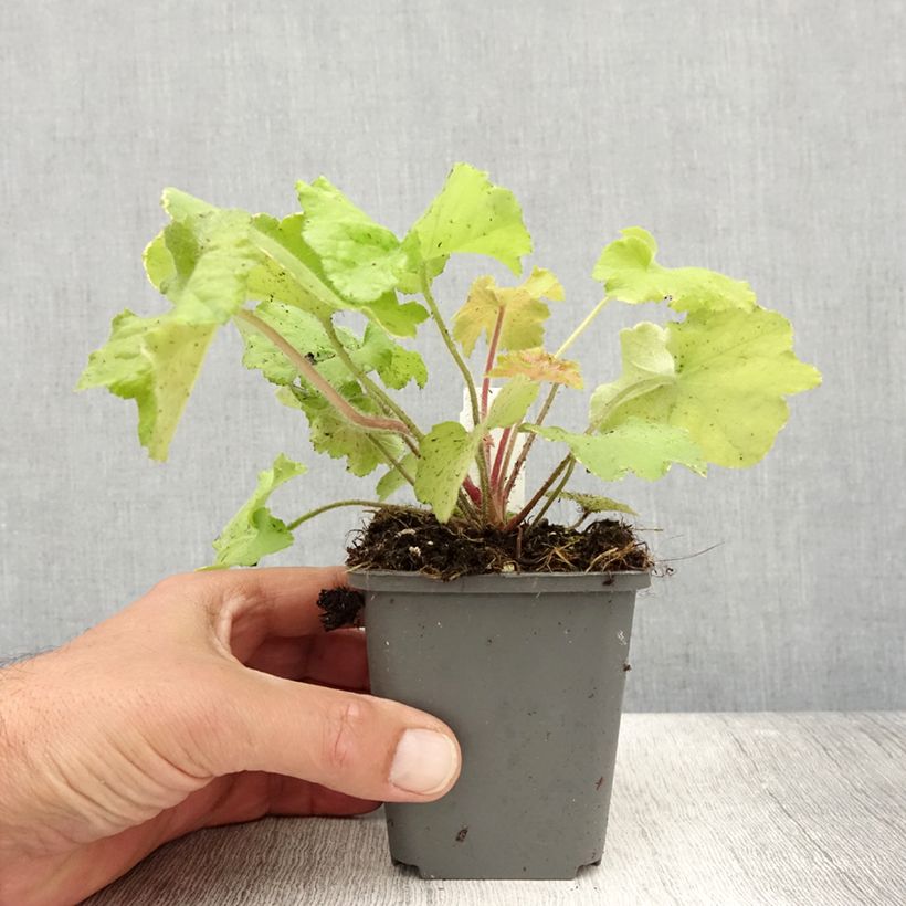 Spécimen de Heuchère - Heuchera Guacamole Godet de 8/9 cm tel que livré en été