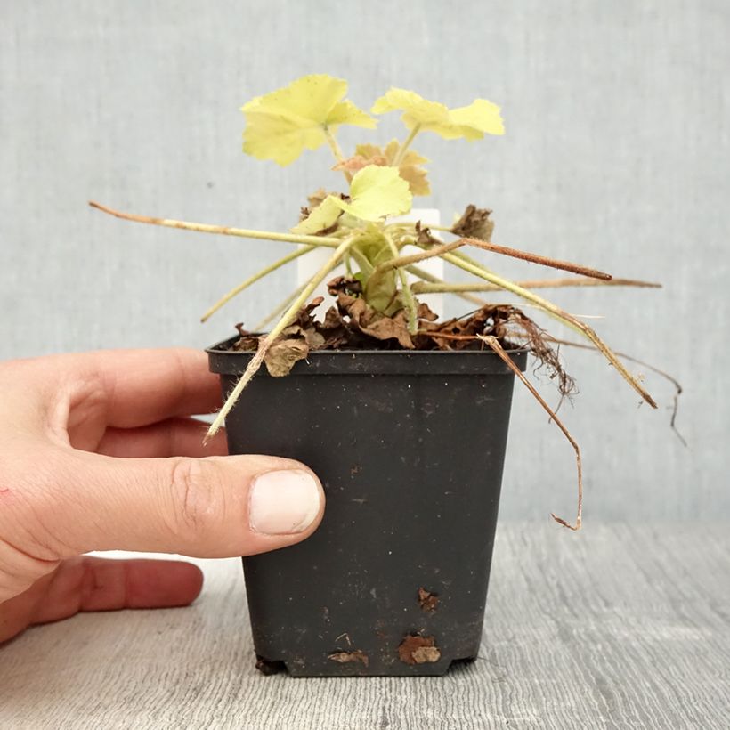 Example of Heuchère Guacamole Godet de 8/9 cm as you get in printemps