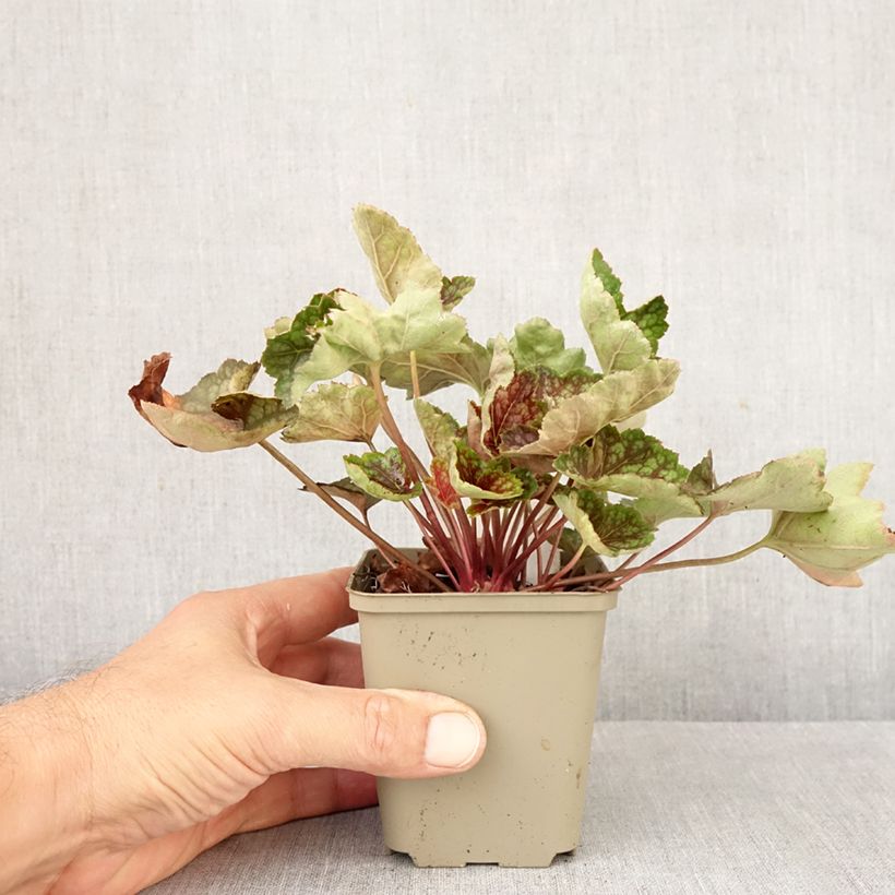 Spécimen de Heuchère - Heuchera Beauty Color Godet de 8/9 cm tel que livré en automne