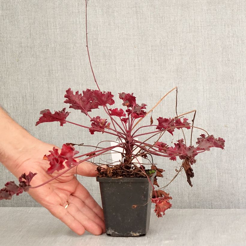 Spécimen de Heuchère - Heuchera Black Beauty Godet de 8/9 cm tel que livré en automne