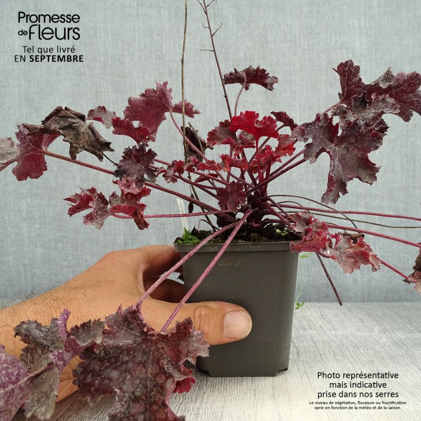 Spécimen de Heuchère - Heuchera Black Beauty Godet de 8/9 cm tel que livré en été