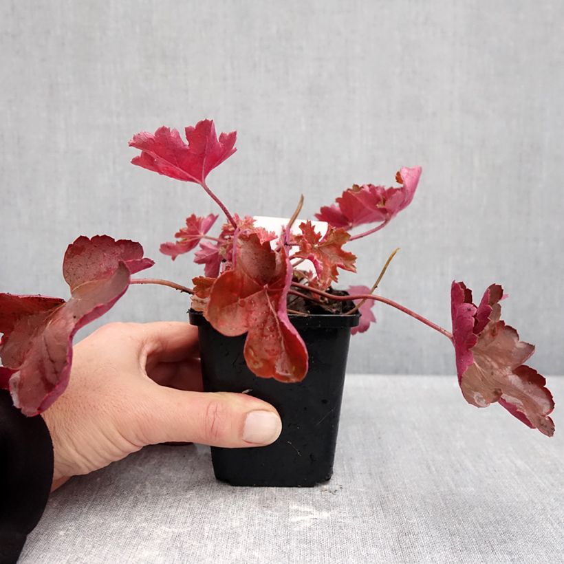 Spécimen de Heuchère - Heuchera Cherry Cola Godet de 8/9 cm tel que livré en automne