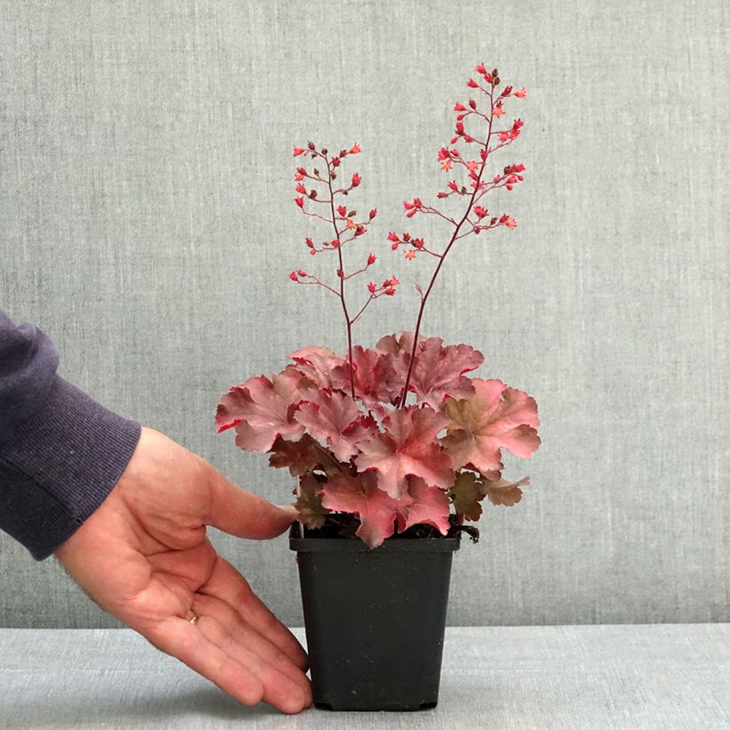 Spécimen de Heuchère - Heuchera Cherry Cola Godet de 8/9 cm tel que livré en été