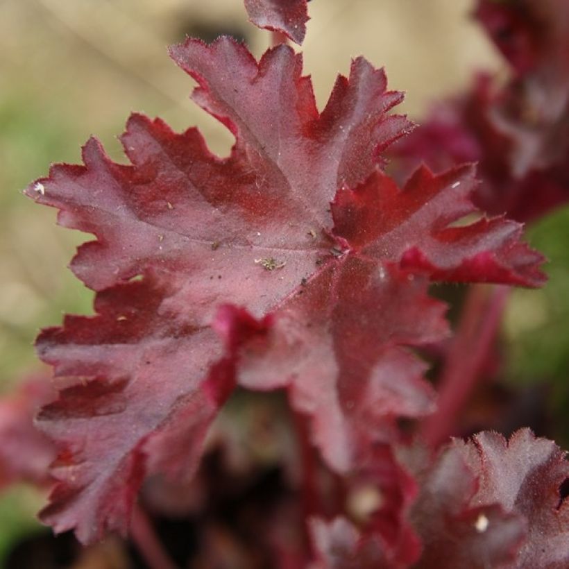 Heuchère, Heuchera Chocolate Ruffle (Foliage)