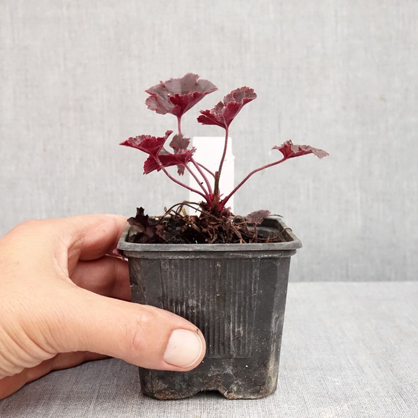 Spécimen de Heuchère - Heuchera Chocolate Ruffles Godet de 8/9 cm tel que livré en automne
