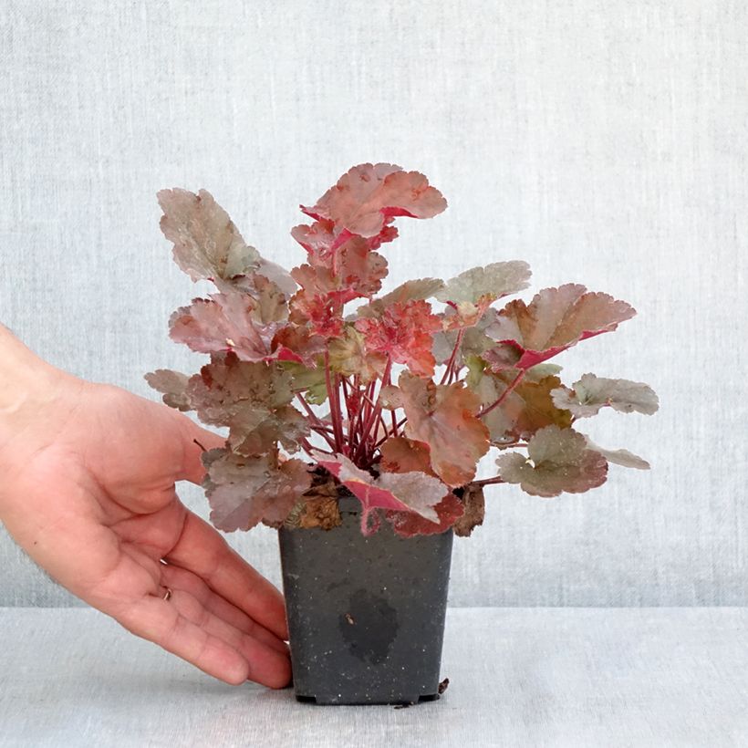 Example of Heuchère, Heuchera Chocolate Ruffle Godet de 8/9 cm as you get in printemps
