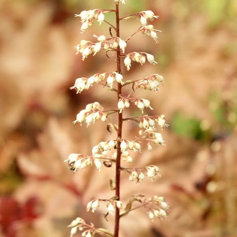 Heuchère - Heuchera Copper Dinosaur (Foliage)