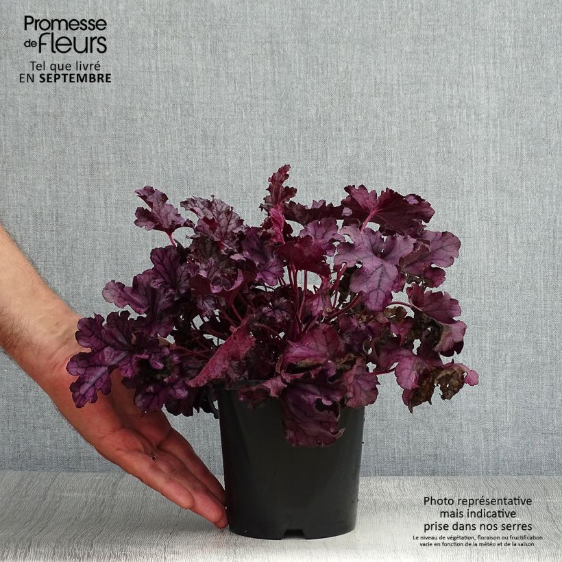 Spécimen de Heuchère - Heuchera Forever Purple Pot de 1,5L/2L tel que livré en été