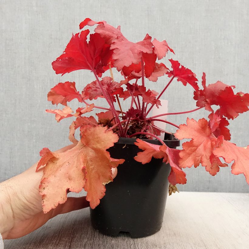 Example of Heuchere - Heuchera Forever Red Pot de 1,5L/2L as you get in printemps