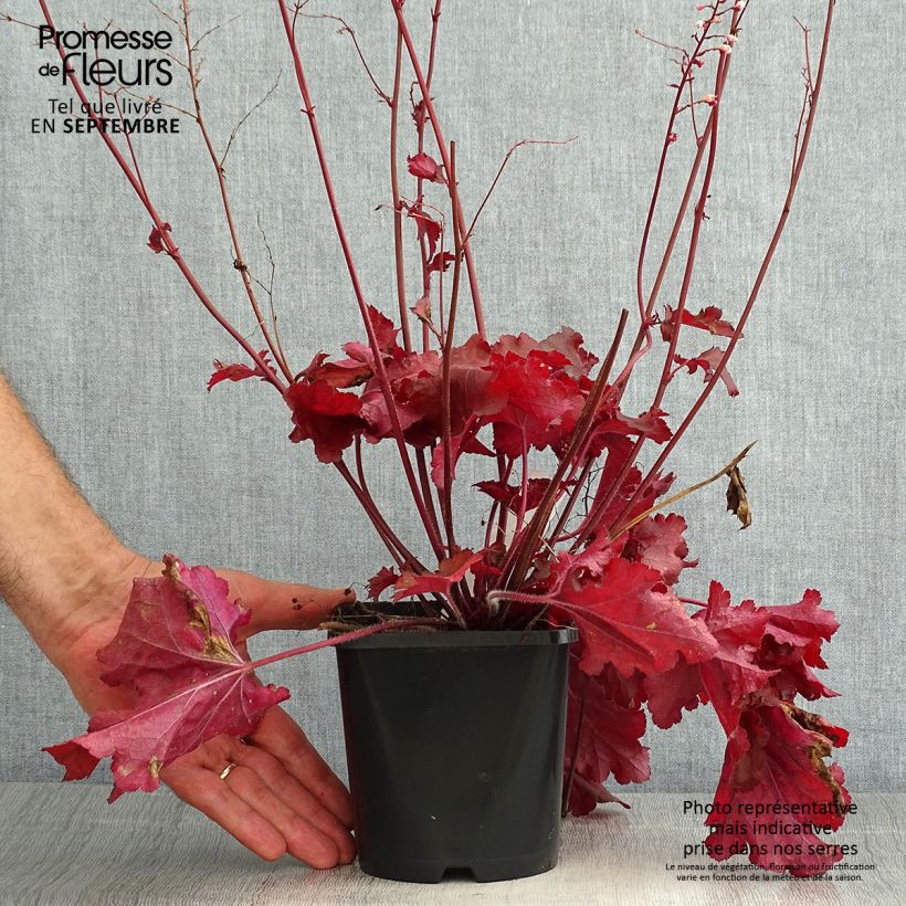 Spécimen de Heuchère - Heuchera Forever Red Pot de 1,5L/2L tel que livré en été