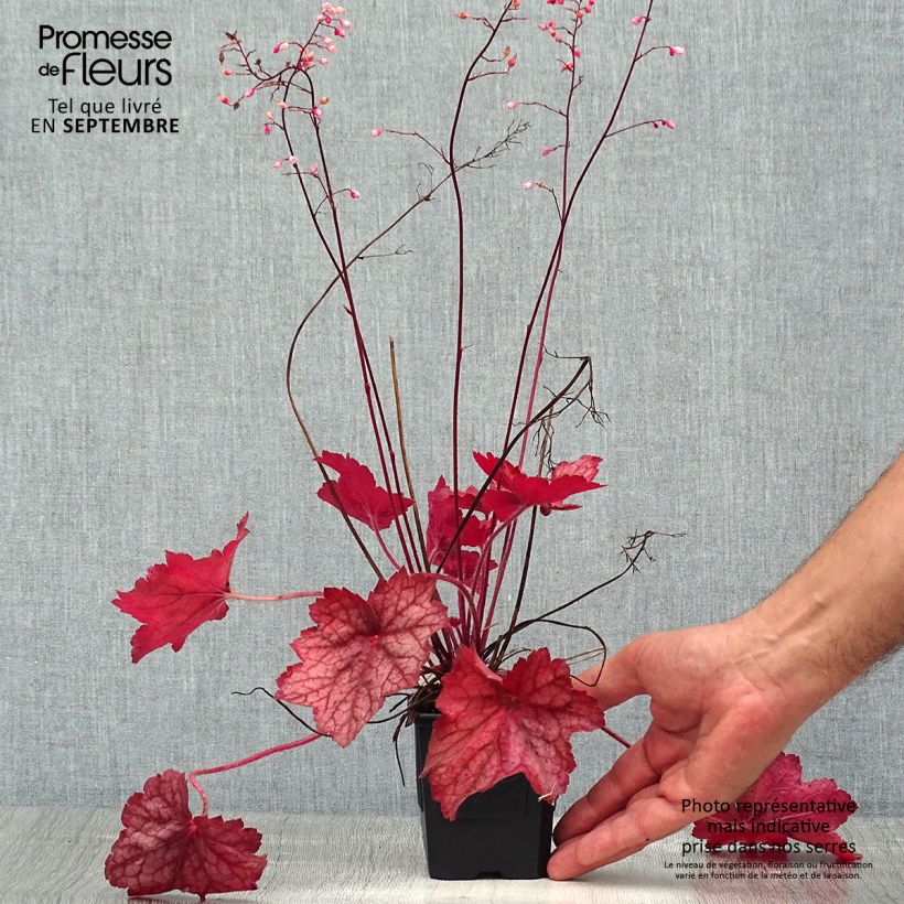 Spécimen de Heuchère - Heuchera Georgia Peach Godet de 8/9 cm tel que livré en été
