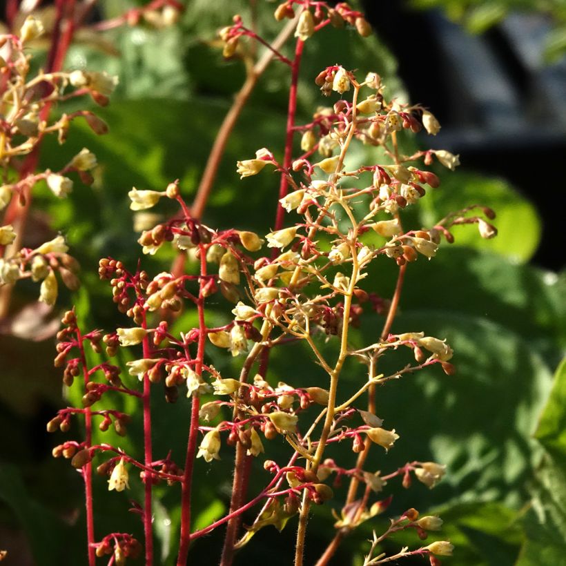 Heuchère - Heuchera Ginger Ale (Floraison)