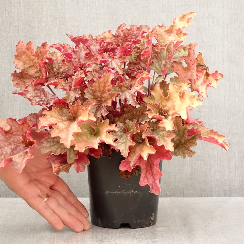 Spécimen de Heuchère - Heuchera Ginger Peach Pot de 1L/1,5L tel que livré en automne