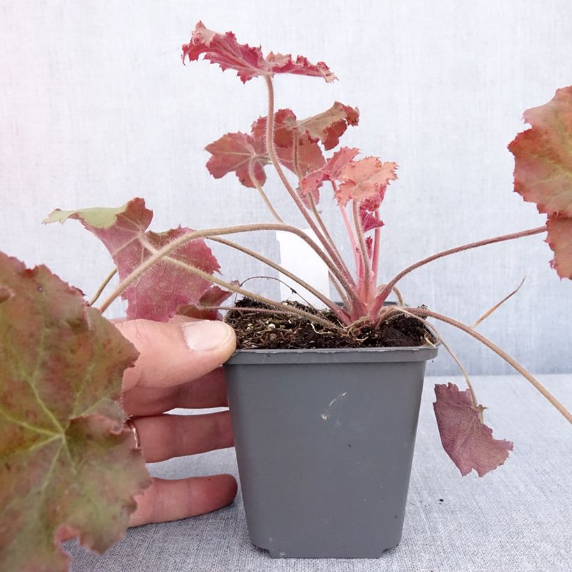 Example of Heuchère - Heuchera Kassandra Godet de 8/9 cm as you get in printemps
