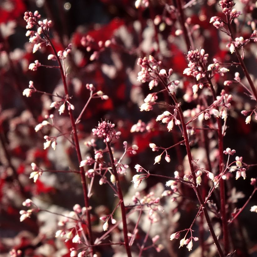 Heuchère - Heuchera L. Dark Secret (Flowering)