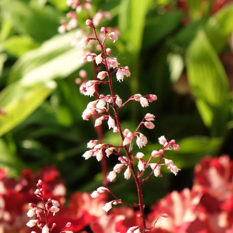 Heuchère - Heuchera Peach Crisp (Floraison)