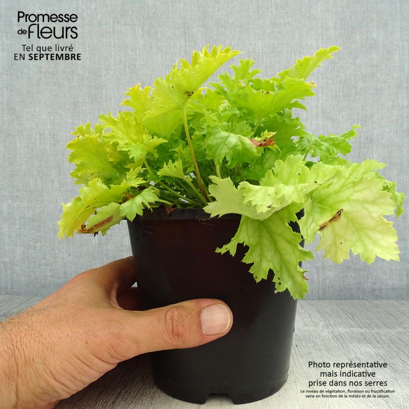Spécimen de Heuchère - Heuchera Peach flambé Pot de 1,5L/2L tel que livré en été