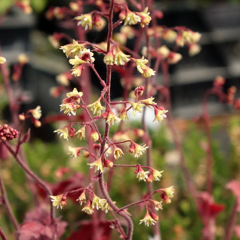 Heuchère - Heuchera Root Beer (Flowering)