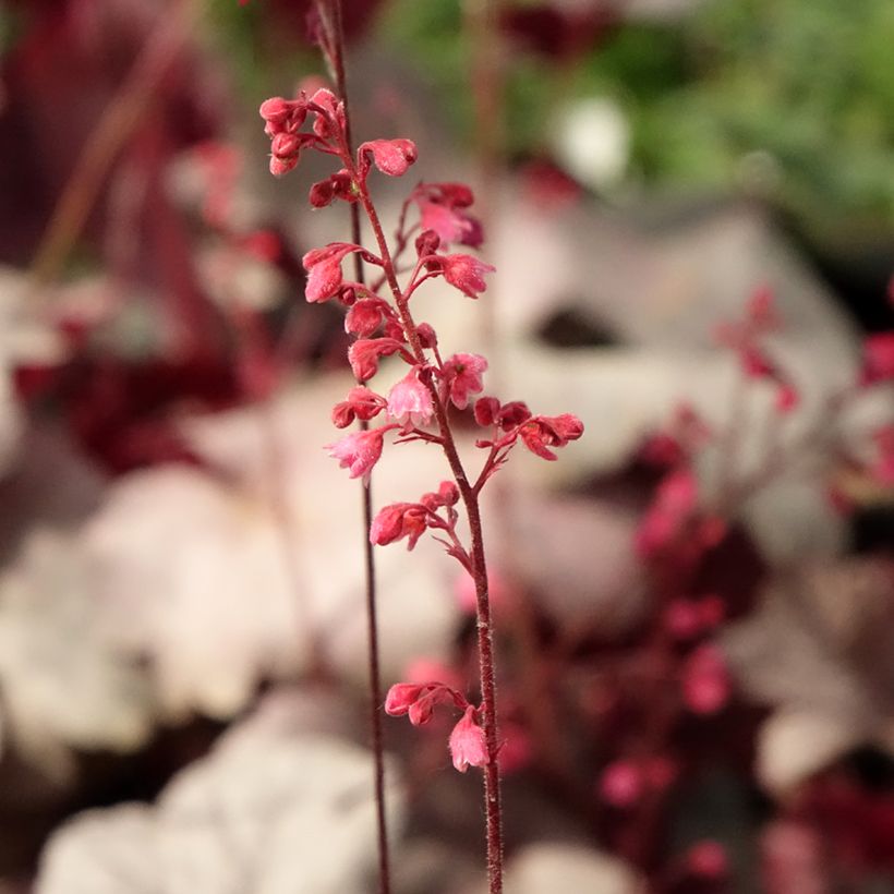 Heuchère - Heuchera Silver Gumdrop (Flowering)