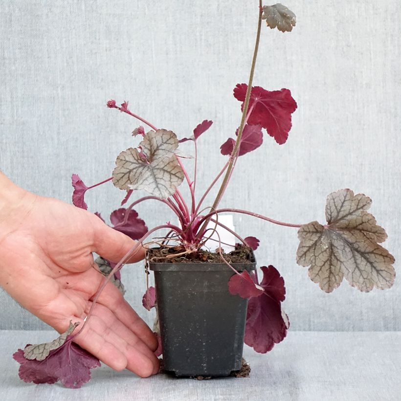 Example of Heuchère - Heuchera Silver Scrolls Godet de 8/9 cm as you get in printemps