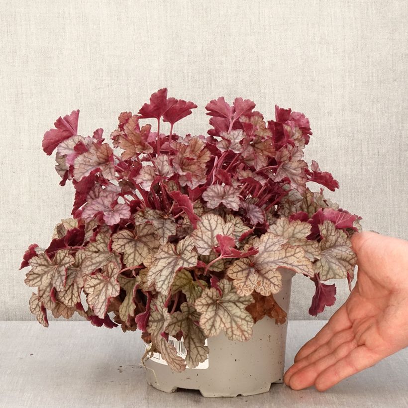 Example of Heuchère - Heuchera Silver Scrolls Pot de 2L/3L as you get in printemps
