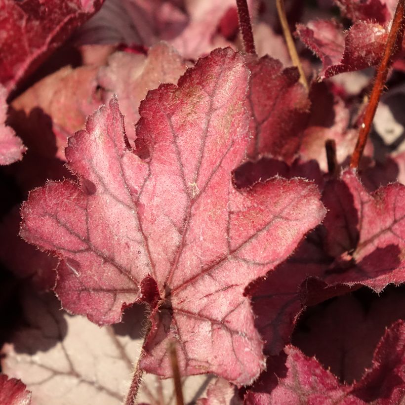Heuchère - Heuchera Spellbound (Foliage)