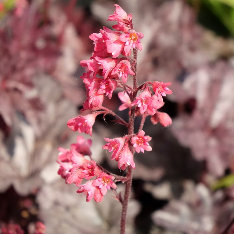 Heuchère - Heuchera Timeless Treasure (Flowering)
