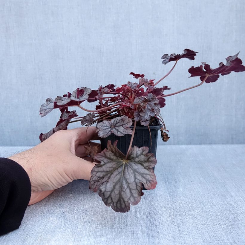 Spécimen de Heuchère - Heuchera Timeless Treasure Godet de 8/9 cm tel que livré en automne
