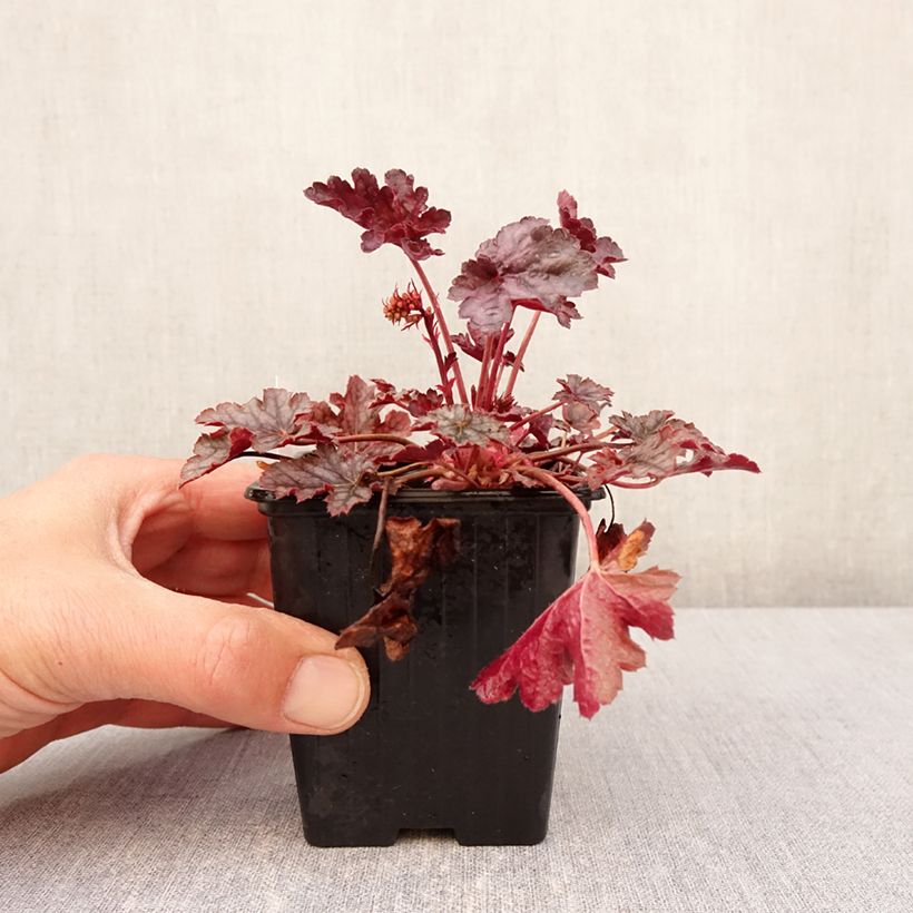 Example of Heuchère - Heuchera Timeless Treasure Godet de 8/9 cm as you get in printemps