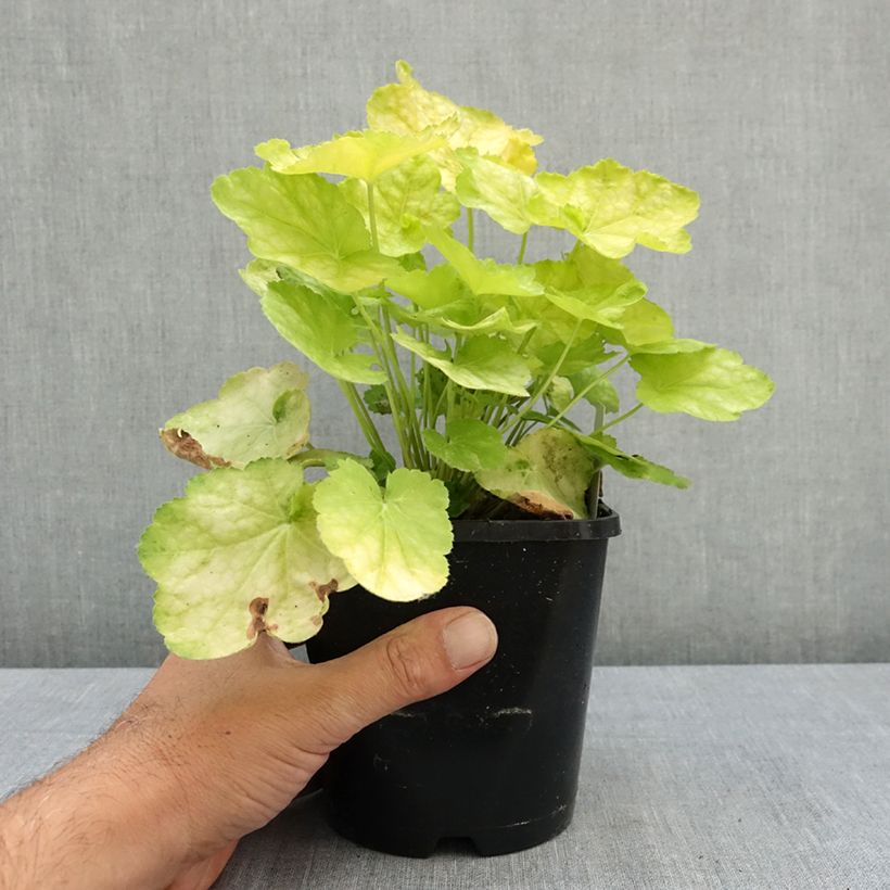 Spécimen de Heuchère - Heuchera Tiramisu Pot de 1,5L/2L tel que livré en été