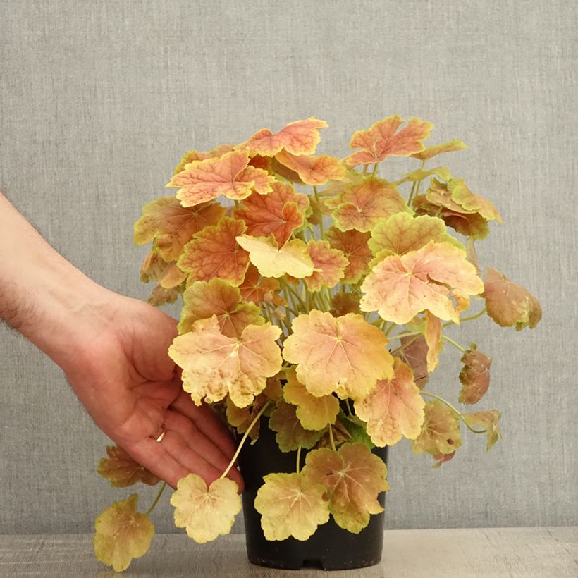 Example of Heuchère - Heuchera Tiramisu Pot de 1,5L/2L as you get in printemps