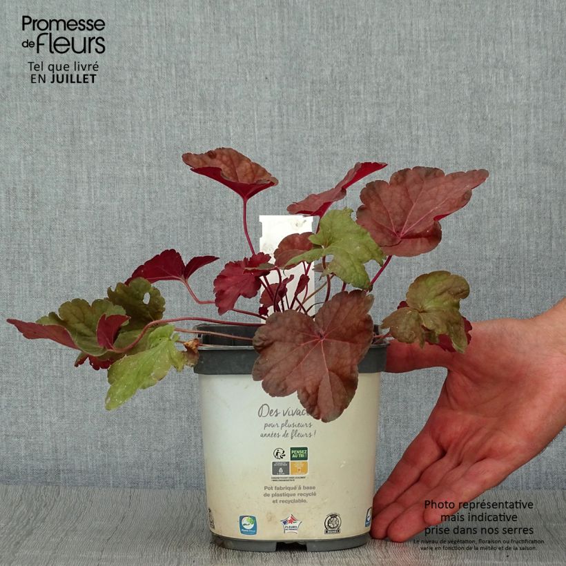 Spécimen de Heuchère - Heuchera Little Cutie Blondie Pot de 2L/3L tel que livré en été