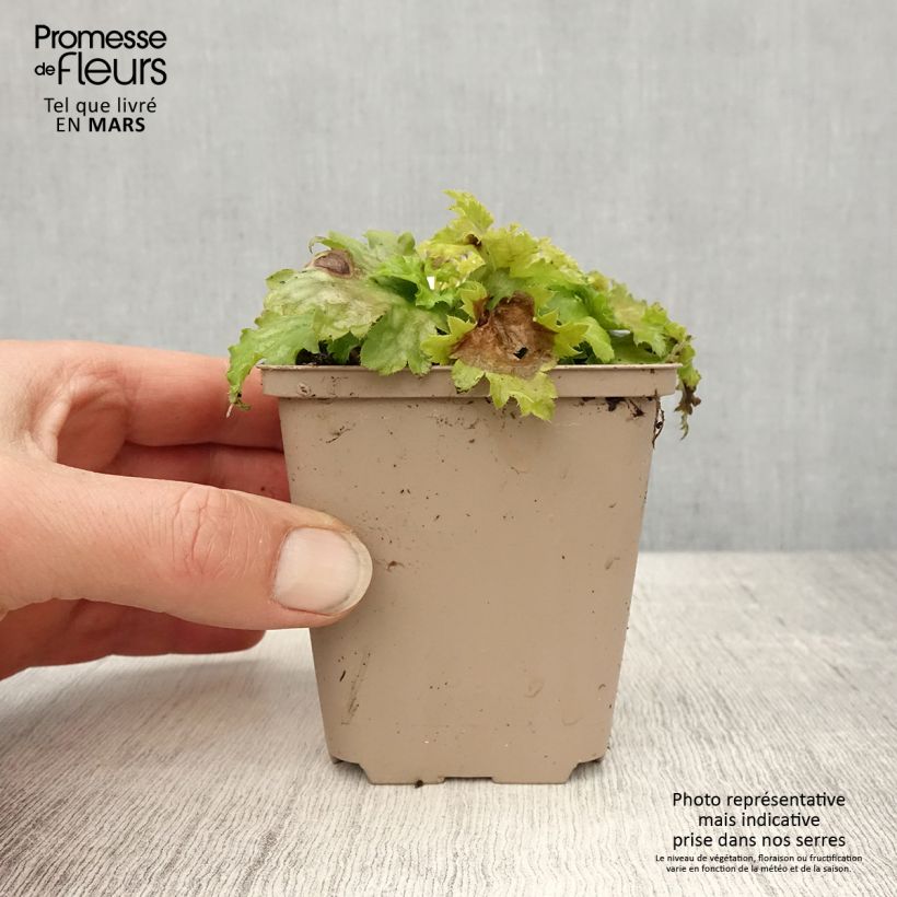 Example of Heuchère Pear Crisp Godet de 8/9 cm as you get in printemps