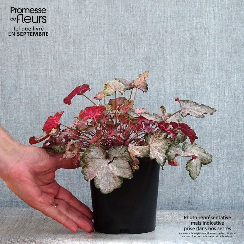Spécimen de Heuchère - Heuchera Pinky Panky Pot de 1,5L/2L tel que livré en été