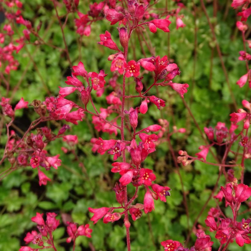 Heuchère Pluie de Feu - Heuchera (Flowering)