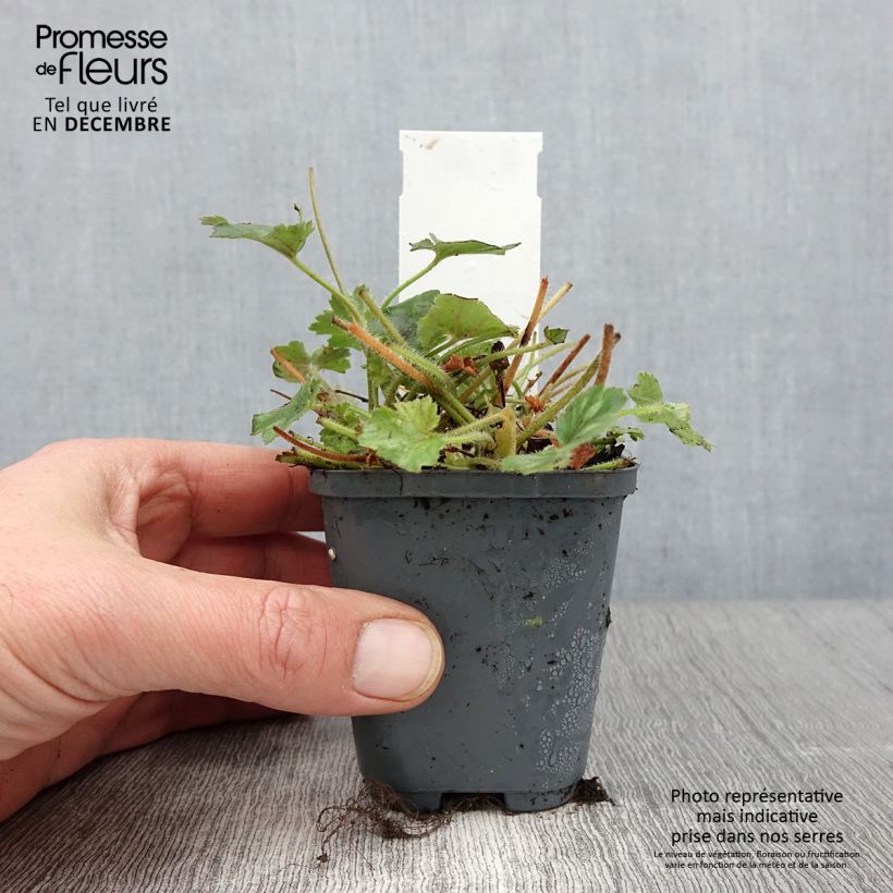 Spécimen de Heuchère - Heuchera Pluie de Feu Godet de 8/9 cm tel que livré en automne