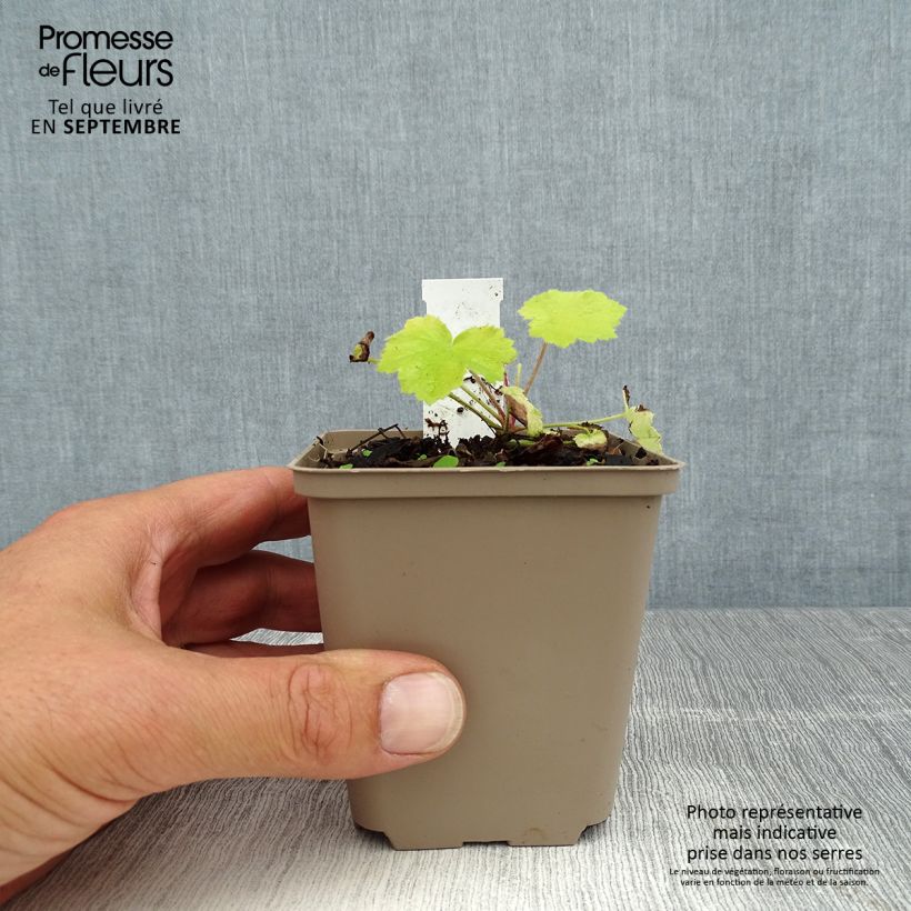 Spécimen de Heuchère - Heuchera Pretty Pistachio Godet de 8/9 cm tel que livré en été