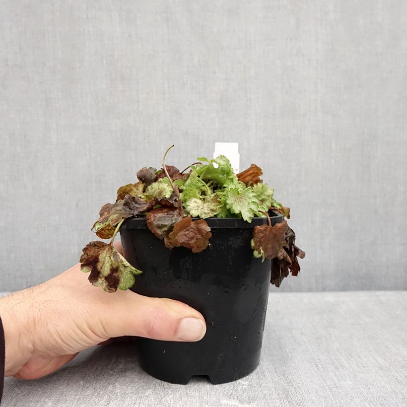 Spécimen de Heuchère - Heuchera Snowy Panky Pot de 1,5L/2L tel que livré en automne
