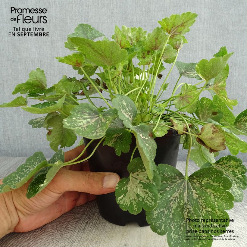 Spécimen de Heuchère - Heuchera Snowy Panky Pot de 1,5L/2L tel que livré en été