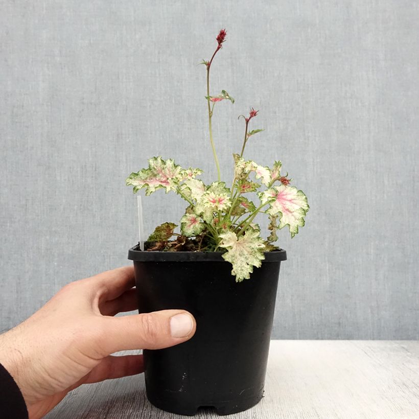 Example of Heuchère Snowy Panky Pot de 1,5L/2L as you get in printemps